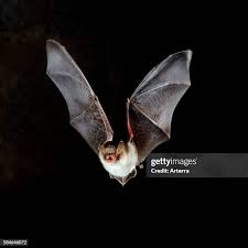 Attēlu rezultāti vaicājumam “Myotis nattereri”