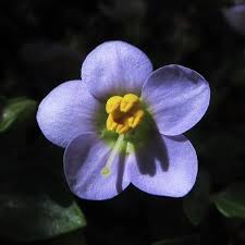 Image result for Exacum affine