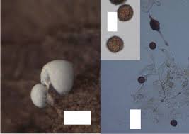 Attēlu rezultāti vaicājumam “Didymium annulisporum spores”
