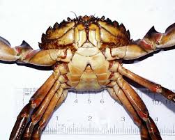 Image result for Carcinus maenas