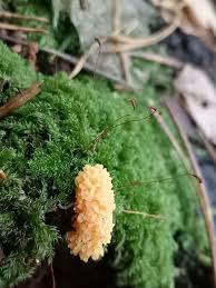 Attēlu rezultāti vaicājumam “Tubifera montana macro”