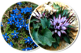 Attēlu rezultāti vaicājumam “Alchemilla subcrenata”