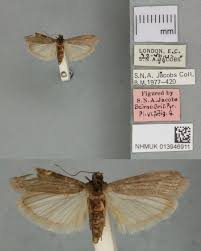 Attēlu rezultāti vaicājumam “Gracillaria syringella imago”
