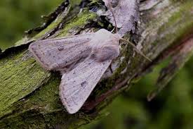 Attēlu rezultāti vaicājumam “Orthosia gracilis”