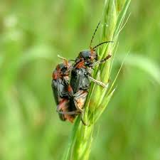 Attēlu rezultāti vaicājumam “Cantharis rustica”