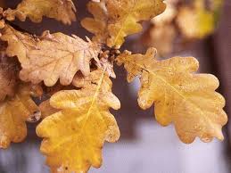 Attēlu rezultāti vaicājumam “Quercus robur Fastigiata leaf”