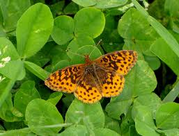 Attēlu rezultāti vaicājumam “Boloria eunomia upperside”