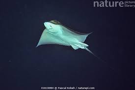 Image result for Myliobatis aquila