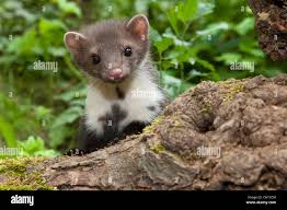 Attēlu rezultāti vaicājumam “Martes foina”