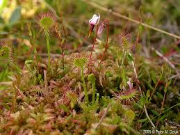 Attēlu rezultāti vaicājumam “Oxycoccus leaf”