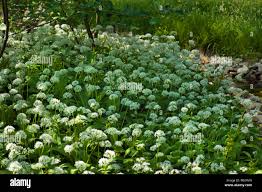 Attēlu rezultāti vaicājumam “Allium ursinum fruit”