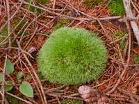 Attēlu rezultāti vaicājumam “Dicranales”