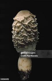 Image result for coprinus