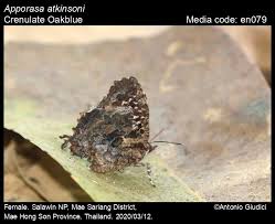 Attēlu rezultāti vaicājumam “Theclinae”