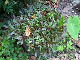 Attēlu rezultāti vaicājumam “Ajuga reptans bud”