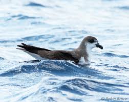 Image result for Pterodroma feae