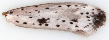 Attēlu rezultāti vaicājumam “Yponomeuta plumbella”