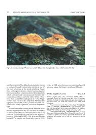 Attēlu rezultāti vaicājumam “Postia leucomallella”