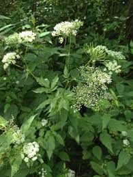 Attēlu rezultāti vaicājumam “Chaerophyllum aromaticum”