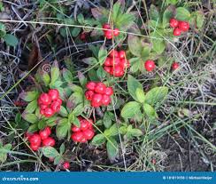 Attēlu rezultāti vaicājumam “Vaccinium vitis-idaea fruit”