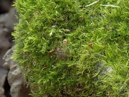 Attēlu rezultāti vaicājumam “Rhynchostegiella tenella”