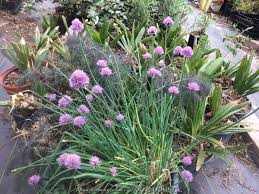 Attēlu rezultāti vaicājumam “Allium schoenoprasum fruit”