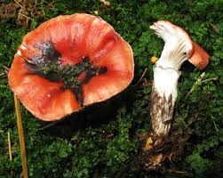 Attēlu rezultāti vaicājumam “Gomphidius roseus”