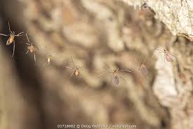 Attēlu rezultāti vaicājumam “Cecidomyiidae”