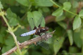 Attēlu rezultāti vaicājumam “Libellula depressa male”