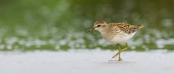 Image result for Calidris subminuta