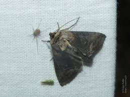 Attēlu rezultāti vaicājumam “Abrostola triplasia”