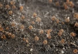 Attēlu rezultāti vaicājumam “Hemitrichia sordivesiculosa spores”