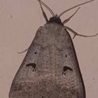 Attēlu rezultāti vaicājumam “Lygephila viciae”