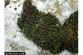 Attēlu rezultāti vaicājumam “Didymodon rigidulus”