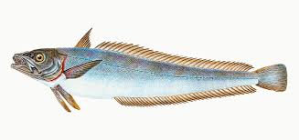 Image result for Merluccius merluccius