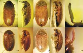 Attēlu rezultāti vaicājumam “Attagenus smirnovi”