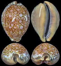 Image result for Cymatoceps nasutus