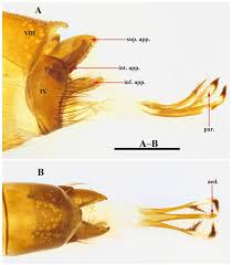Attēlu rezultāti vaicājumam “Limnephilus larva”