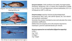 Image result for Chelon dumerili