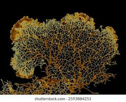 Attēlu rezultāti vaicājumam “Physarum decipiens”