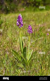 Attēlu rezultāti vaicājumam “Orchis militaris”