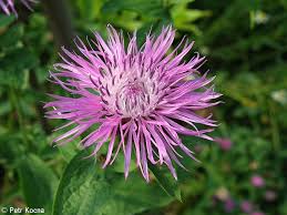 Attēlu rezultāti vaicājumam “Centaurea phrygia bud”