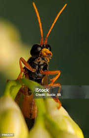 Attēlu rezultāti vaicājumam “Tenthredo campestris female”