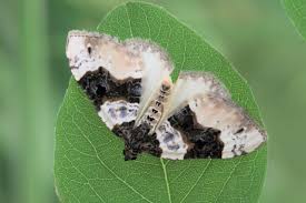 Attēlu rezultāti vaicājumam “Cosmorhoe ocellata”