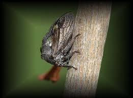 Attēlu rezultāti vaicājumam “Centrotus cornutus”