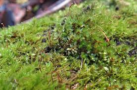 Attēlu rezultāti vaicājumam “Serpoleskea subtilis sporophyte”