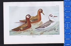 Attēlu rezultāti vaicājumam “Phalaropus fulicarius”