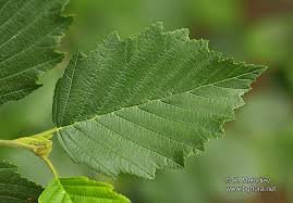 Attēlu rezultāti vaicājumam “Alnus incana leaf”