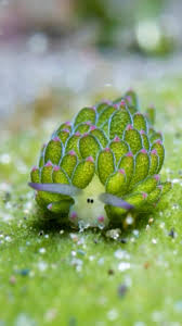 Attēlu rezultāti vaicājumam “Cephaloziella elachista macro”