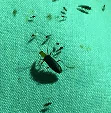 Attēlu rezultāti vaicājumam “Oedemeridae”